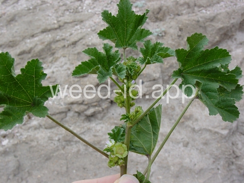 mallow, little